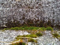 Orthotrichum diaphanum