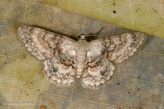 Myrioblephara
