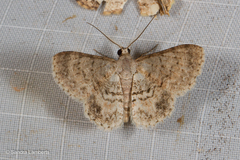 Myrioblephara