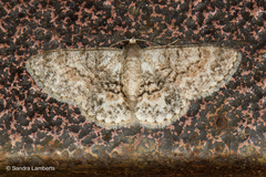 Myrioblephara