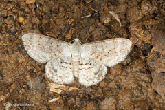 Myrioblephara