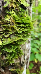 Neckera pennata image