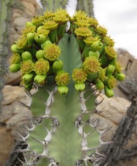 Euphorbia virosa