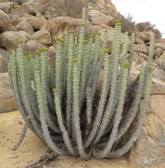 Euphorbia virosa