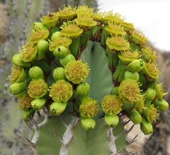 Euphorbia virosa
