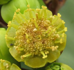 Euphorbia virosa