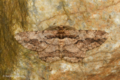 Coremecis nigrovittata