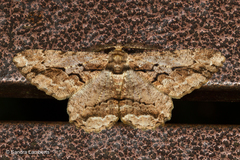 Coremecis nigrovittata