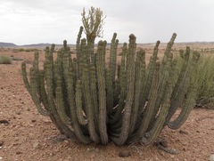 Phragmanthera glaucocarpa