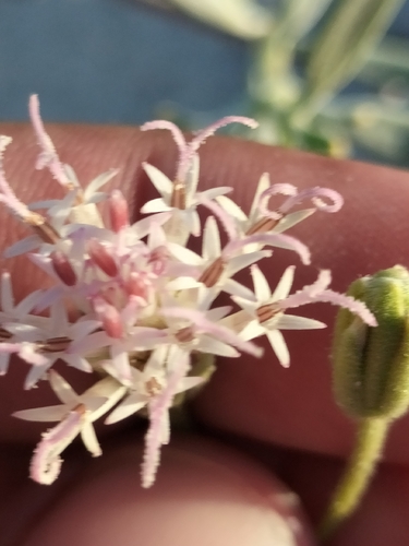 Image of Palafoxia linearis by no rights reserved