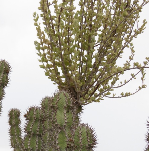 Eyao Mistletoe (Phragmanthera guerichii)