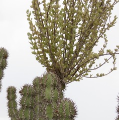 Phragmanthera glaucocarpa