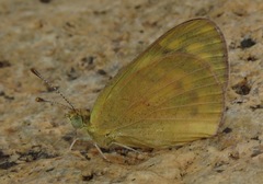 Colotis calais williami