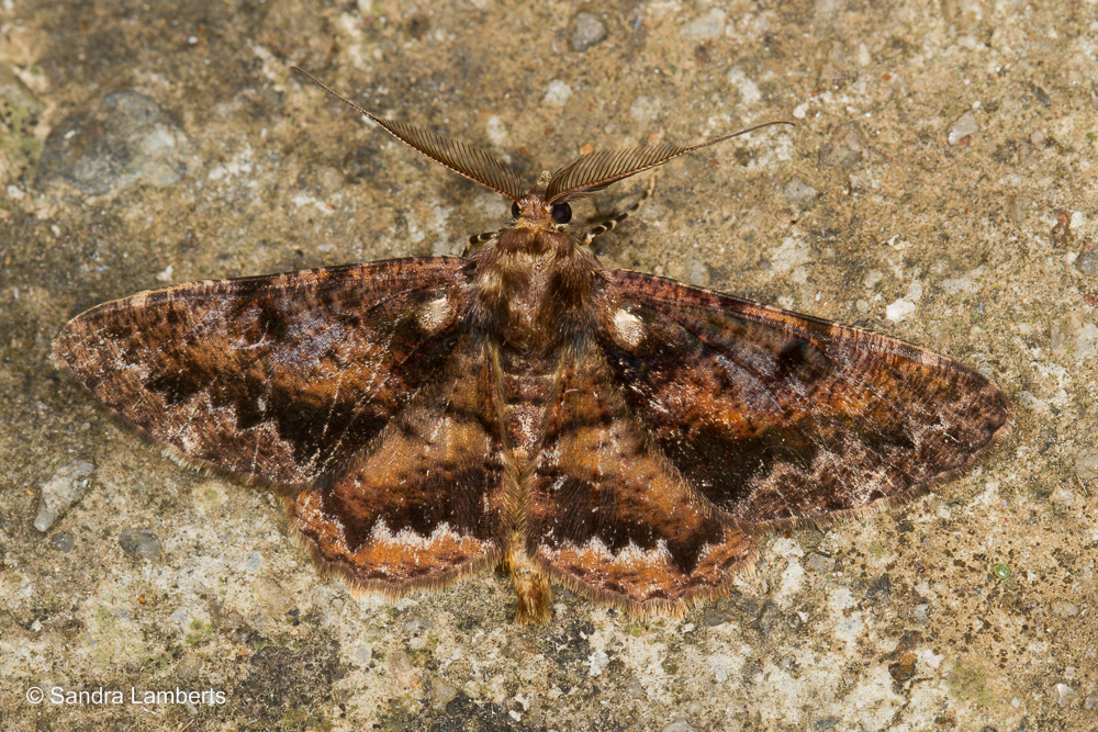 Alcis colorifera