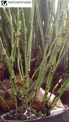 Equisetum variegatum