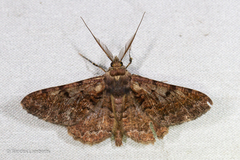 Alcis colorifera