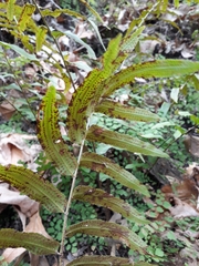 Phanerophlebia