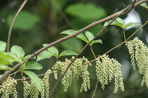 Dioscorea pentaphylla