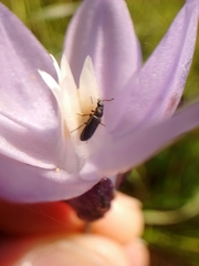 Dipterostemon capitatus