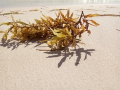Sargassum polyceratium