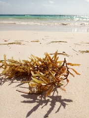 Sargassum polyceratium