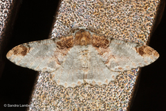 Amraica solivagaria