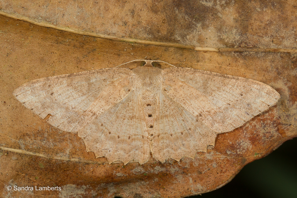 Luxiaria emphatica