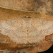Luxiaria emphatica - Photo (c) sandralamberts, algunos derechos reservados (CC BY-NC), subido por sandralamberts