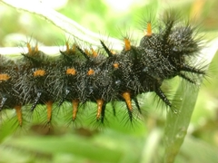 Euphydryas editha bayensis