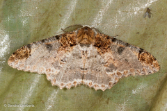Amraica solivagaria