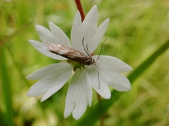 Lithophragma