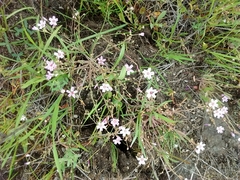 Claytonia exigua