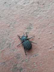 Scotobius pilularius