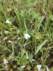 Collinsia sparsiflora