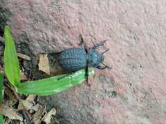 Scotobius pilularius