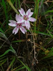 Claytonia exigua