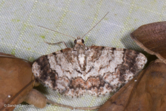 Myrioblephara