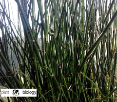 Equisetum hyemale