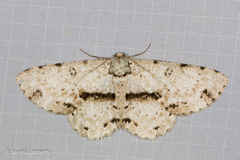 Ophthalmitis cordularia