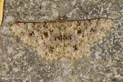 Racotis boarmiaria