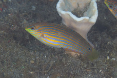 Halichoeres melanurus