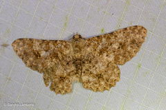 Racotis boarmiaria