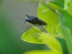 Proxys albopunctulatus