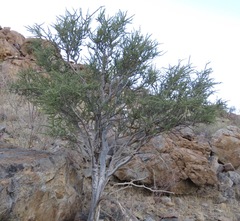 Boscia foetida foetida