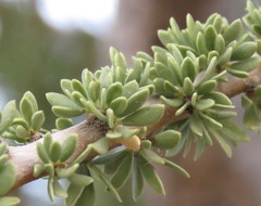 Boscia foetida foetida