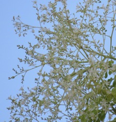 Moringa ovalifolia