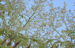 Moringa ovalifolia