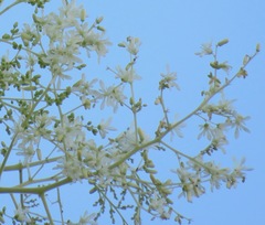 Moringa ovalifolia