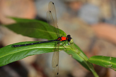 Austroargiolestes chrysoides