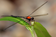 Austroargiolestes chrysoides